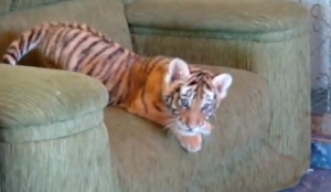 Clumsy Tiger Cub