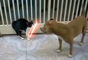 cat light saber