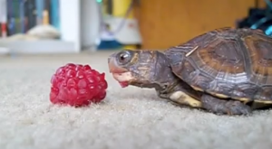 Baby Turtle Eating Raspberry