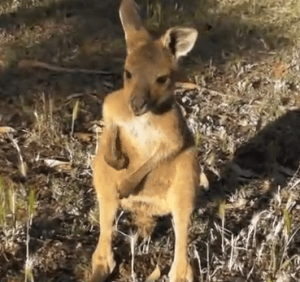 Baby Kangaroo