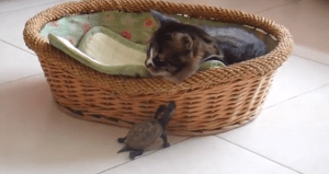 Turtle Loves Cat