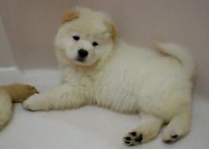 chow chow puppy