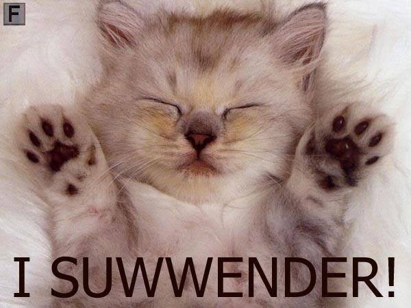 kittysurrender