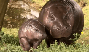 Baby Pygmy Hippo and Mom