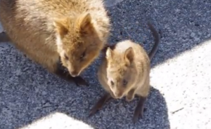 Mom and baby quokka