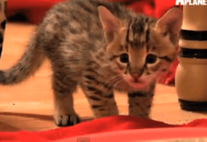 Savannah Kitten