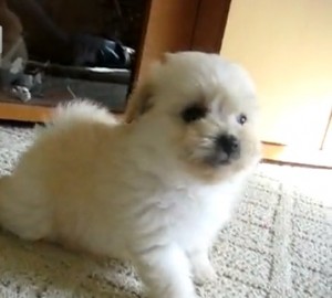 poodle pomeranian puppy