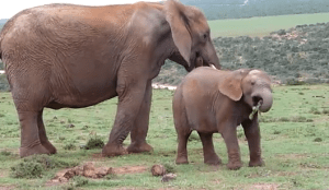 Baby Elephant Sneeze