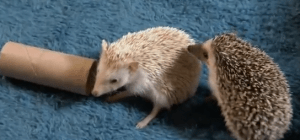Hedgehog playing