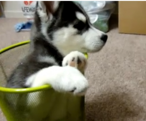 Husky in Trashbin