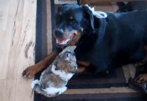 Shih Tzu and Rottweiler