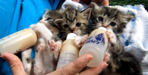 Baby Kittens drinking milk
