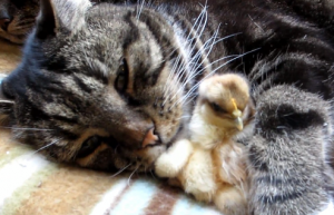 Cat and Chicks nap