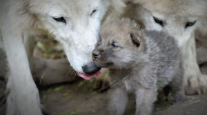 Wolf Puppies Take First Steps