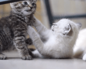 Kittens playing