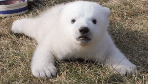 Baby Polar Bear