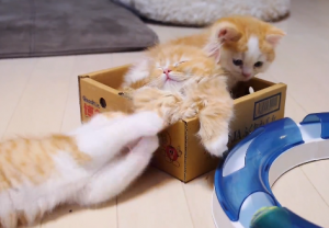 Cute orange kittens
