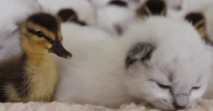 Kitten and Duckling