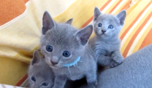 Russian Blue Kittens