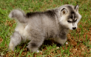 Siberian Husky Puppy