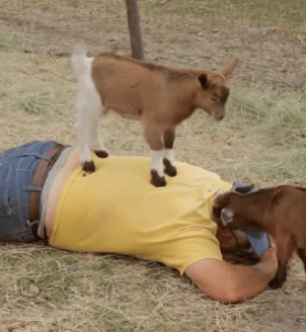 Baby Goat Massage