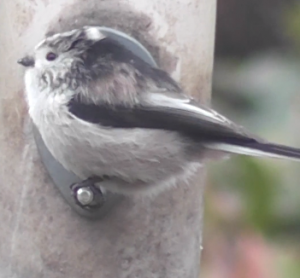 Long Tailed Tit