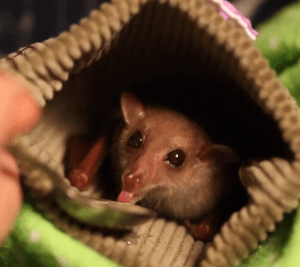 Baby Blossom Bat