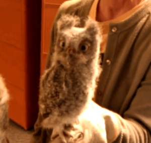 Baby Screech Owls