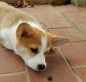 Corgi and Beetle