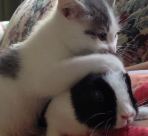 Kitten and Bunny