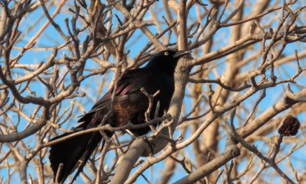 Picture Of The Day: The Windy Bird Shot