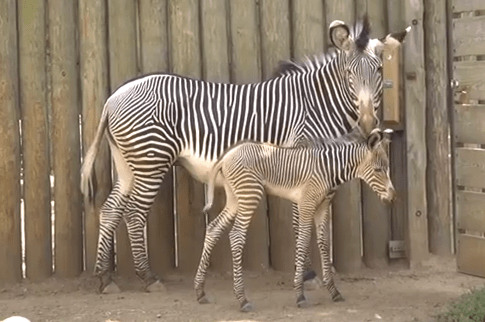 Cute of the day baby zebra