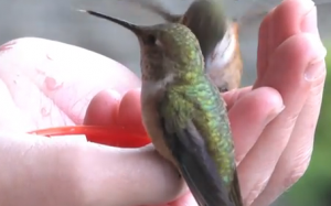 hand feeding hummingbirds