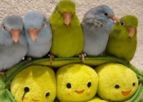 Parrotlets on Peapod toy