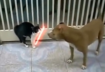 cats fighting with lightsabers