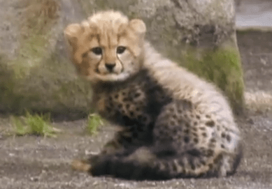 Clumsy Cheetah