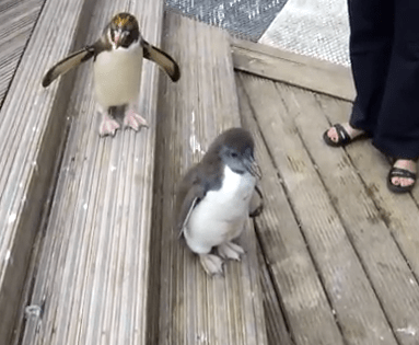 Penguins on Stairs