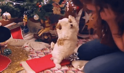 Puppy First christmas