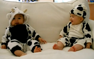 babies dressed as cows
