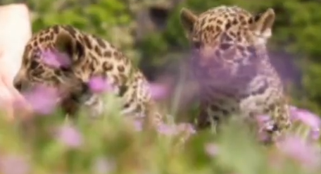 Baby Jaguars