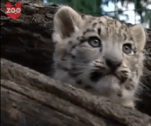 Baby Snow Leopard