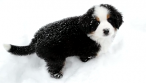 Burmese Mountain Puppy Snow