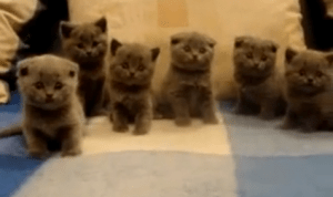 Scottish Fold Kitties