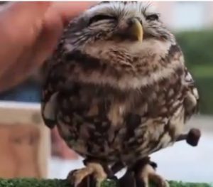 cute owl