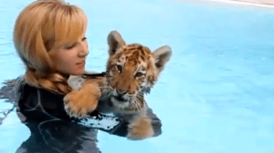 Baby Tiger swimming