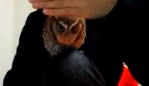 Cute Owl Peek-a-Boo