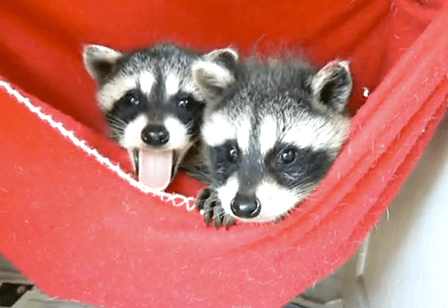Baby Raccoons