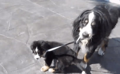 Dog Walking Puppy