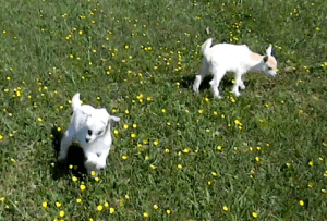 Dancing Baby Goats