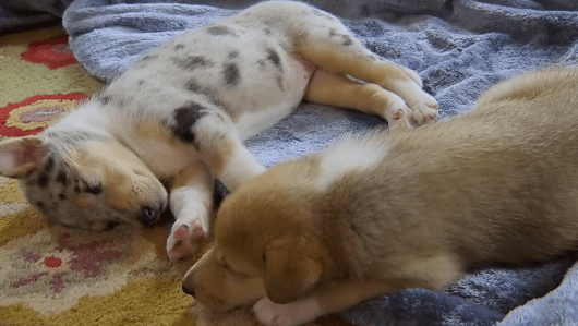 Sleepy Collie Puppies